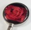 Red Rose