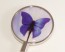 Blue Butterfly Handbag Hook